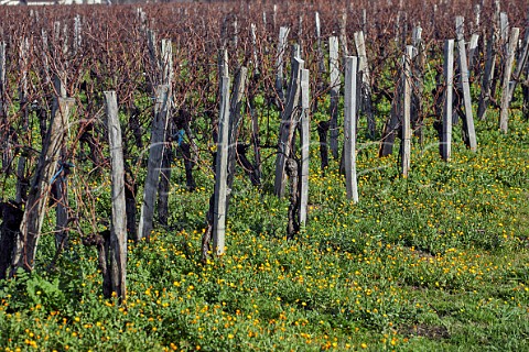 Winter flowers in vineyard at Chteau Rol Valentin Stmilion Gironde France Saintmilion  Bordeaux