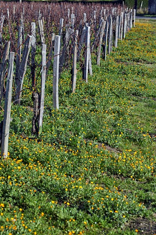 Winter flowers in vineyard at Chteau Rol Valentin Stmilion Gironde France Saintmilion  Bordeaux