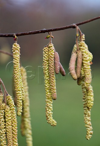 Hazel catkins male and flowers female Hurst Meadows East Molesey Surrey UK