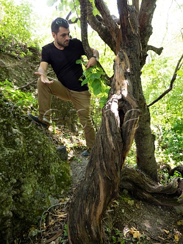 Giorgi Natenadze with one of his 250yearold vines Khizabavra Valley Georgia