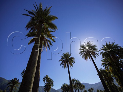 Palm trees in La Palmeria vineyard of Via La Rosa Cachapoal Valley Chile
