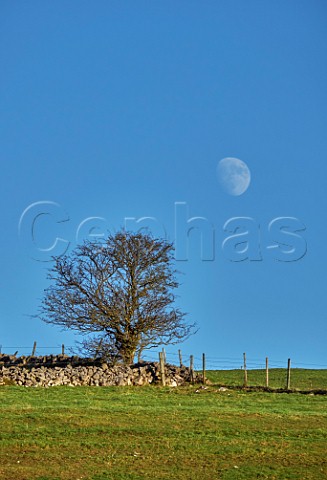 Moon over drystone wall  Near Taddington Peak District National Park Derbyshire England