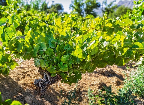100year old Chenin Blanc vines in decomposed granite soil of Mev Kirsten vineyard The wine is made by Sadie Family Jonkershoek Valley Stellenbosch South Africa