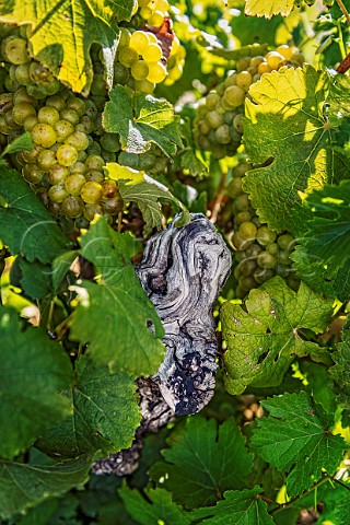 Chenin Blanc grapes on 100year old vine in Mev Kirsten vineyard The wine is made by Sadie Family Jonkershoek Valley Stellenbosch South Africa