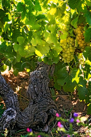 Chenin Blanc grapes on 100year old vine in Mev Kirsten vineyard The wine is made by Sadie Family Jonkershoek Valley Stellenbosch South Africa