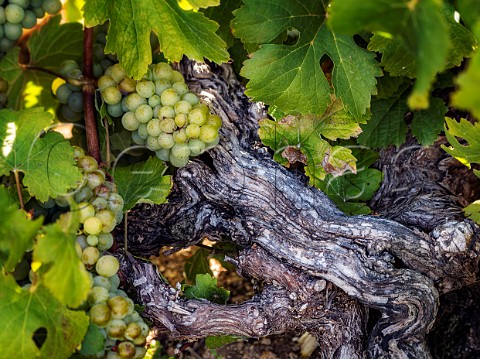 Chenin Blanc grapes on 100year old vine in Mev Kirsten vineyard The wine is made by Sadie Family Jonkershoek Valley Stellenbosch South Africa