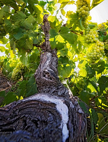 Chenin Blanc grapes on 100year old vine in Mev Kirsten vineyard The wine is made by Sadie Family Jonkershoek Valley Stellenbosch South Africa