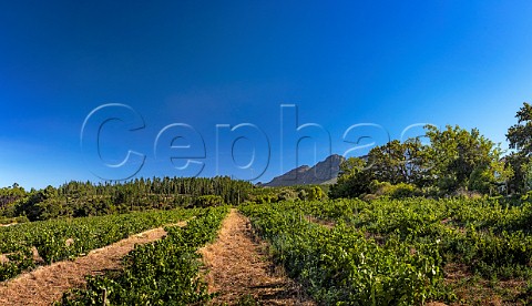 100year old Chenin Blanc vines in decomposed granite soil of Mev Kirsten vineyard at the foot of the Bothmaskop Mountain The wine is made by Sadie Family Jonkershoek Valley Stellenbosch South Africa