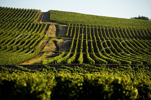 Vineyards of Chteau Reynon at Cadillac Gironde France EntreDeuxMers  Bordeaux