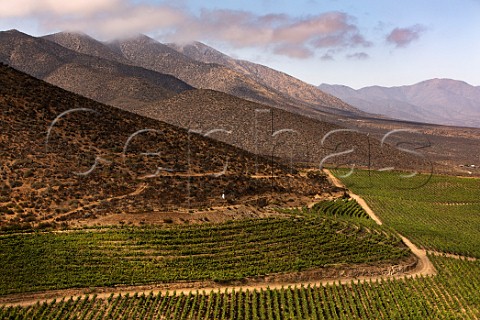 Carmnre vineyards of Via Falernia Elqui Valley Chile