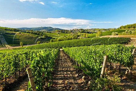Vineyards of Colle Bereto Radda in Chianti Tuscany Italy  Chianti Classico
