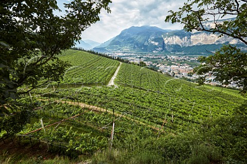 Vineyards of Francesco Moser above the Adige Valley  Maso Villa Warth Trento Italy   Trento DOC