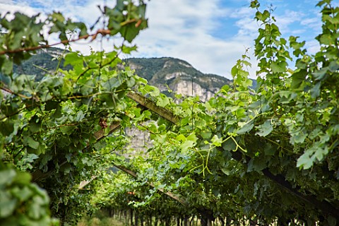 Pergola trellis in vineyard of Revi Winery Aldeno Trentino Italy  Trento DOC