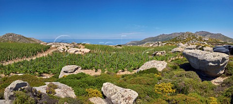 Granite boulders amongst Assyrtiko vines in Clos Stegasta vineyard of TOinos The tanks hold water for irrigation  Falatados Tinos Greece