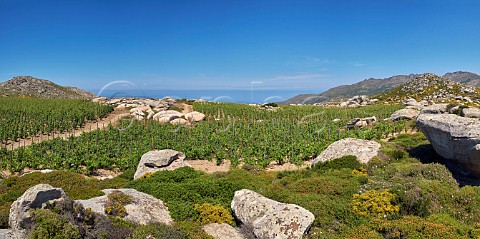 Granite boulders amongst Assyrtiko vines in Clos Stegasta vineyard of TOinos Falatados Tinos Greece