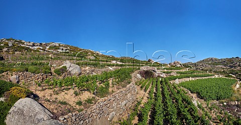 Terraced Malagousia vineyards of Volacus Wine with the granite boulders of the Volax Plateau Falatados Tinos Greece