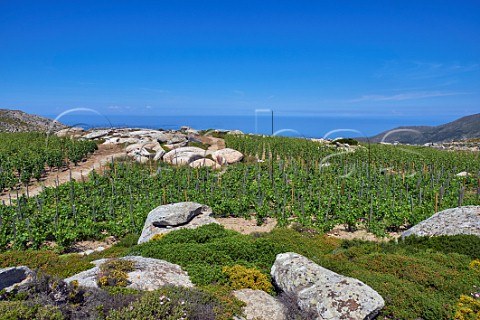 Granite boulders amongst Assyrtiko vines in Clos Stegasta vineyard of TOinos Falatados Tinos Greece