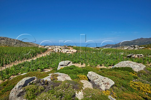 Granite boulders amongst Assyrtiko vines in Clos Stegasta vineyard of TOinos Falatados Tinos Greece