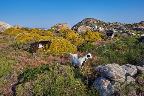 Wild goats graze the gorse amongst the granite boulders on the Volax Plateau  Falatados Tinos Greece