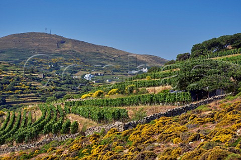 Mavrotragano vines in Rasonas vineyard of TOinos with Mount Kechrovouni in distance  Falatados Tinos Greece