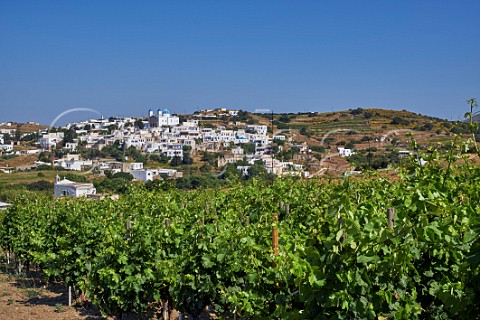 Avgoustiatis vines in Agios Dimitrios vineyard of TOinos with village of Falatados beyond Tinos Greece