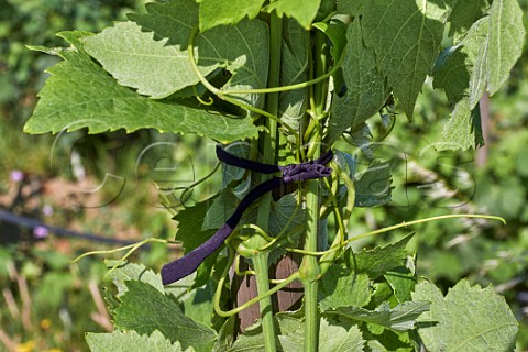 Tying up Mavrotragano vines in Agios Dimitrios vineyard of TOinos Falatados Tinos Greece