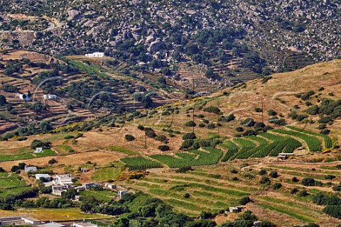 Vineyards of TOinos  In foreground is Agios Dimitrios planted with Avgoustiatis and Mavrotragano with winery at the bottom and Rasonas Mavrotragano beyond at the foot of the Volax Plateau Falatados Tinos Greece