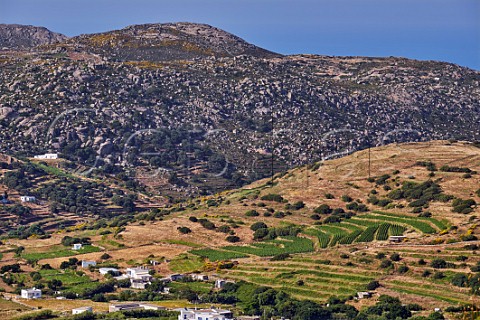 Vineyards of TOinos  In foreground is Agios Dimitrios planted with Avgoustiatis and Mavrotragano with winery at the bottom and Rasonas Mavrotragano beyond on left at the foot of the Volax Plateau Falatados Tinos Greece