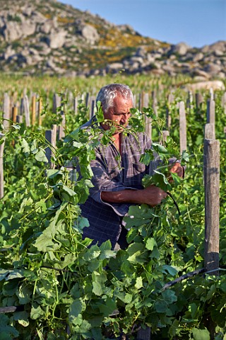 Removing excess shoots and tying up Assyrtiko vines in the Clos Stegasta vineyard of TOinos on the Volax Plateau  Falatados Tinos Greece