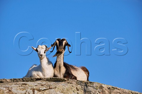 Wild goats on the Volax Plateau Tinos Greece