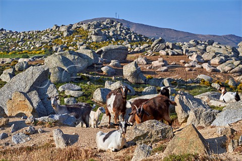 Wild goats live amongst the granite boulders on the Volax Plateau Tinos Greece