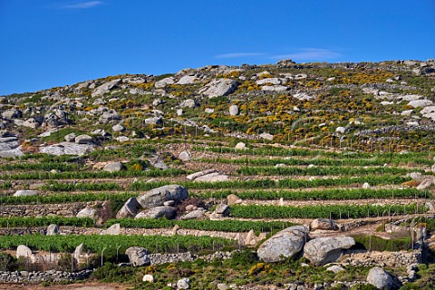 Terraced vineyard of Volacus Wine with the granite boulders of the Volax Plateau Falatados Tinos Greece