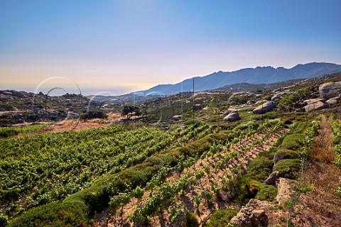 Terraced Malagousia vineyards of Volacus Wine with the granite boulders of the Volax Plateau Falatados Tinos Greece
