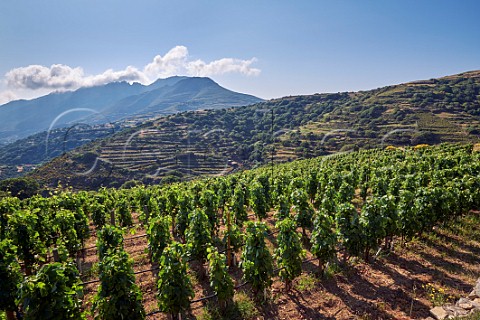 Mavrotragano vines in Rasonas vineyard of TOinos  Falatados Tinos Greece
