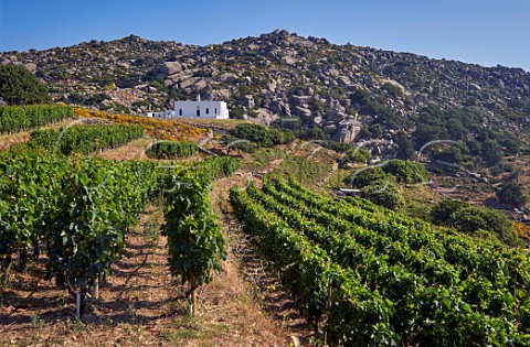 Mavrotragano vines in Rasonas vineyard of TOinos below the Volax Plateau  Falatados Tinos Greece