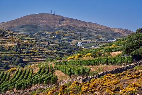 Mavrotragano vines in Rasonas vineyard of TOinos with Mount Kechrovouni in distance  Falatados Tinos Greece