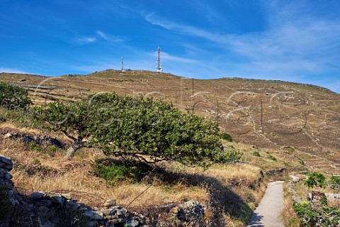 Windswept tree on the slopes of Mount Kechrovouni Tinos Greece