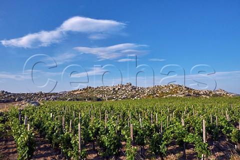Assyrtiko vines in Clos Stegasta vineyard of TOinos on the Volax Plateau  Falatados Tinos Greece