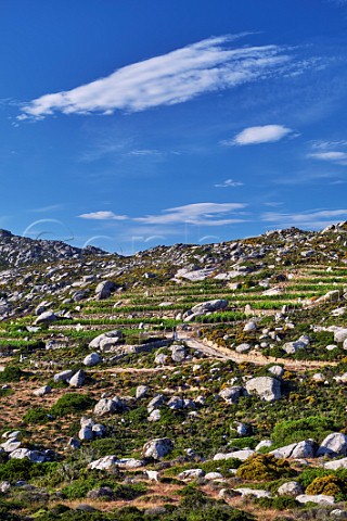 Vineyards of Volacus Wine with the granite boulders of the Volax Plateau Falatados Tinos Greece