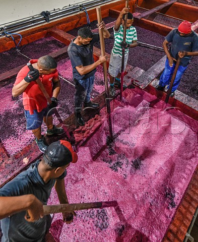 Punching down the grapeskin cap on fermenting Pinotage in winery of Kanonkop Stellenbosch Western Cape South Africa SimonsbergStellenbosch