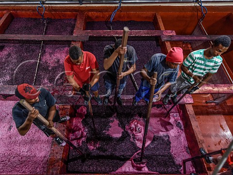 Punching down the grapeskin cap on fermenting Pinotage in winery of Kanonkop Stellenbosch Western Cape South Africa SimonsbergStellenbosch