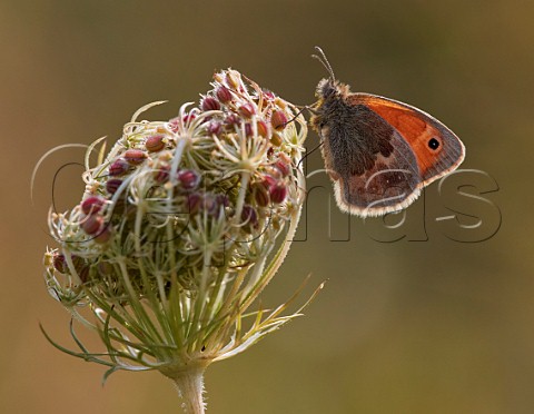 Small Heath perched on a Wild Carrot seedhead Hurst Meadows East Molesey Surrey UK