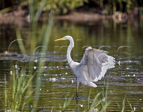 Great White Egret Molesey Heath West Molesey Surrey UK