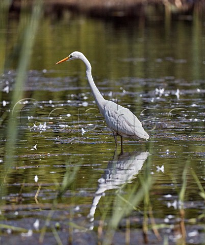 Great White Egret Molesey Heath West Molesey Surrey UK