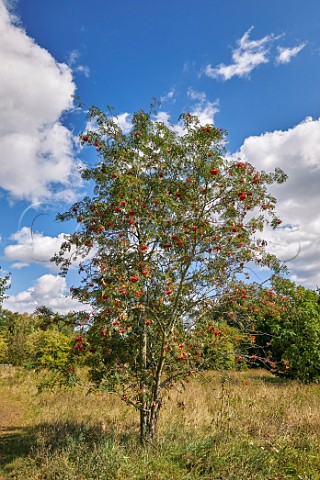 Rowan tree Hurst Meadows East Molesey Surrey UK