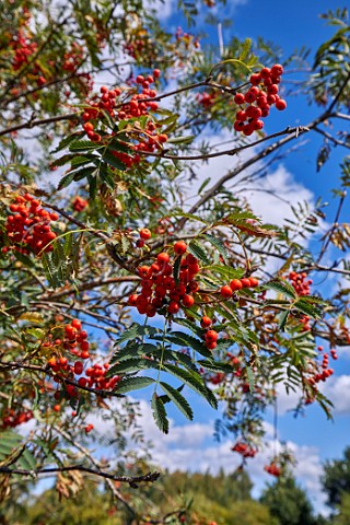 Berries on a Rowan tree Hurst Meadows East Molesey Surrey UK