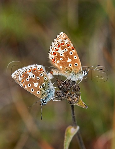 Adonis Blue butterflies copulating Denbies Hillside Ranmore Common Surrey UK