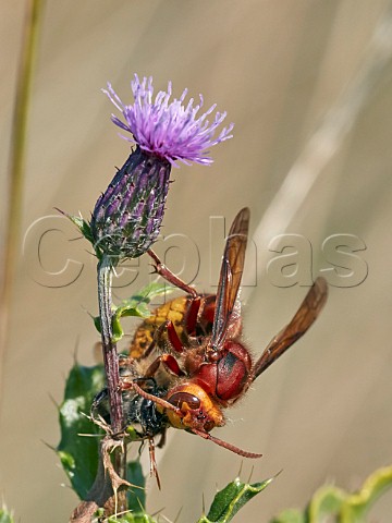 European Hornet eating a Bumblebee  Hurst Meadows East Molesey Surrey UK