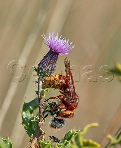 European Hornet eating a Bumblebee  Hurst Meadows East Molesey Surrey UK