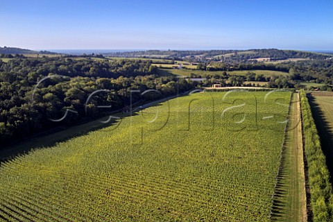 View southwest over Findon Park vineyard of Wiston Estate on the South Downs with the sea in distance Washington Sussex England